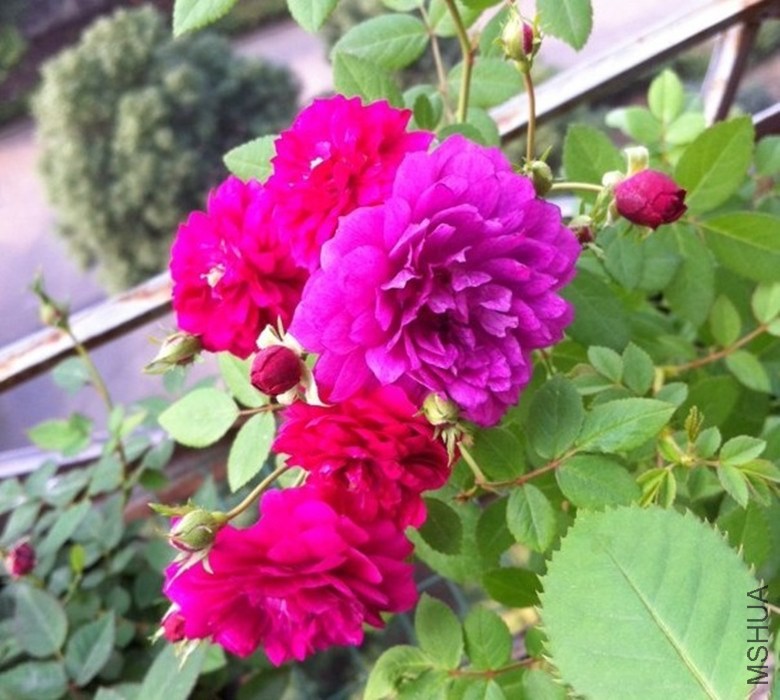 4.����131108.jpg