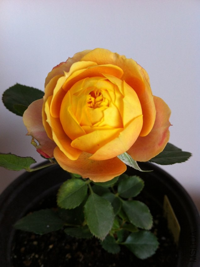 29.��������.jpg