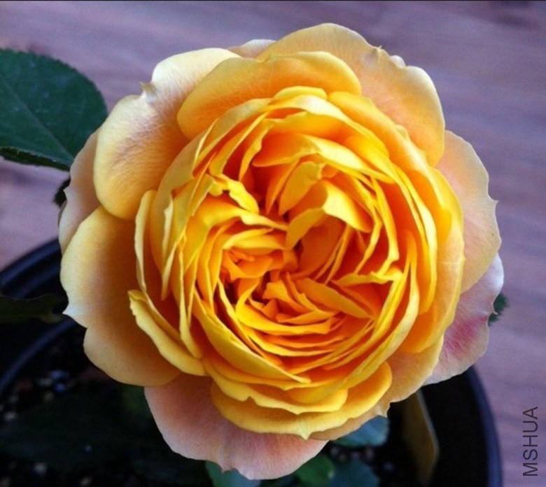 29.��������131108.jpg