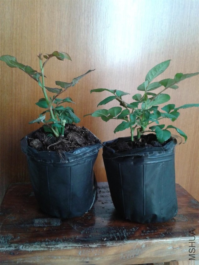 QQͼƬ20131113084853(1).JPG