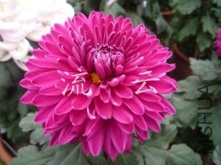 �л�--���1[1].jpg