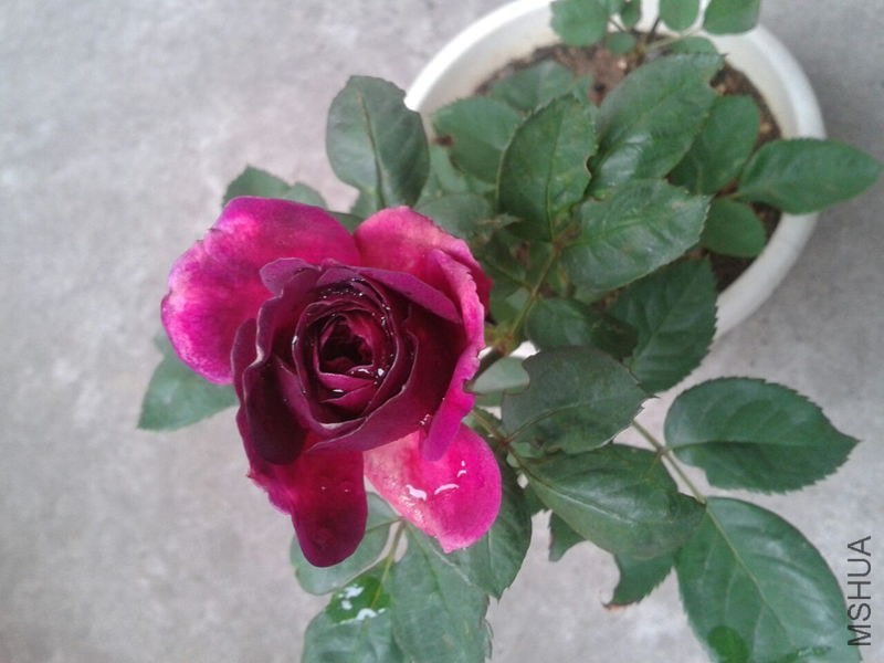 QQͼƬ20070101031217_����.jpg