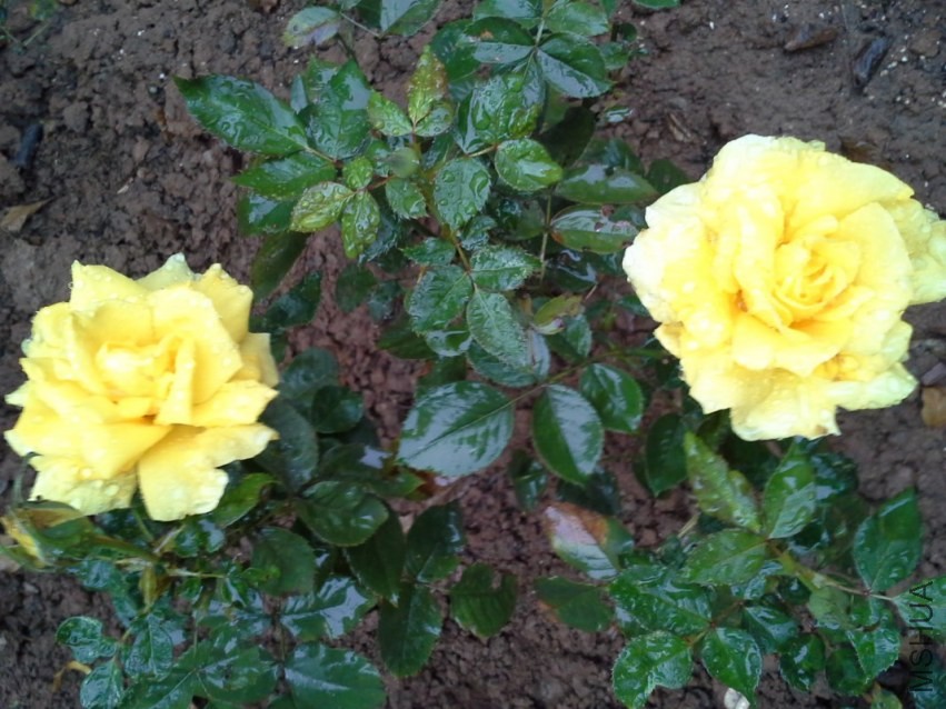 20131114_081129_1067x800.jpg