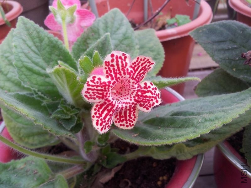 20131115_084804.jpg