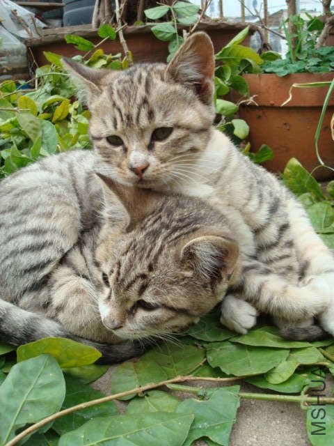 DSC06255.jpg