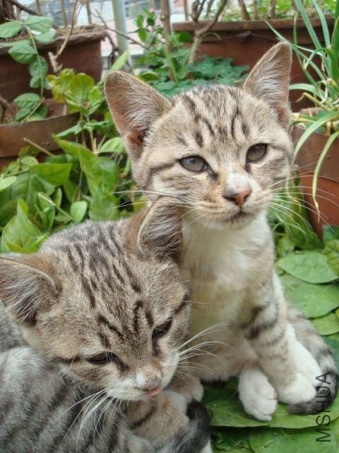 DSC06253.jpg