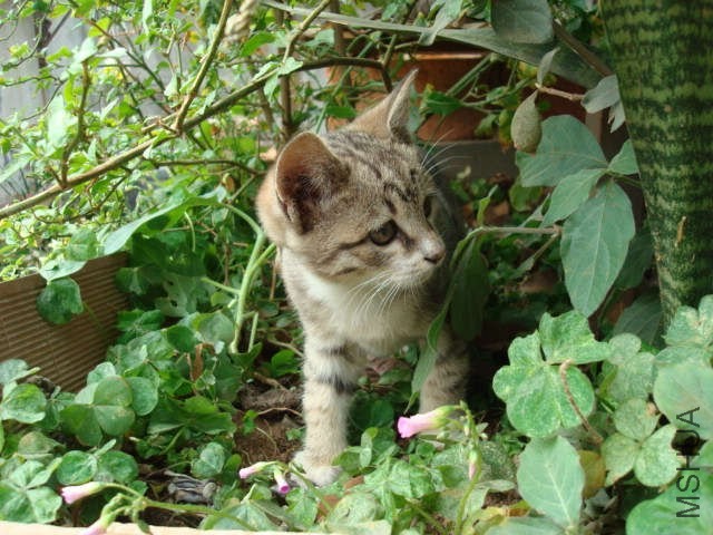 DSC06208.jpg