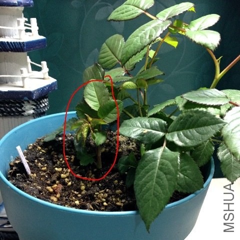 ���ع���