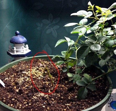 ����Ī��