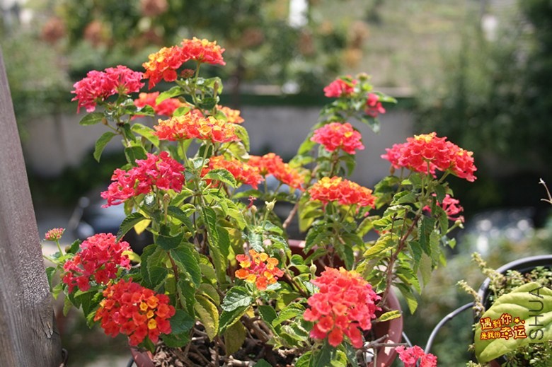 ��Ƭ 037_����.jpg