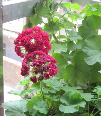 QQ��ͼ20131115194429.jpg