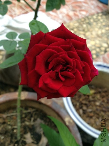 5445.jpg