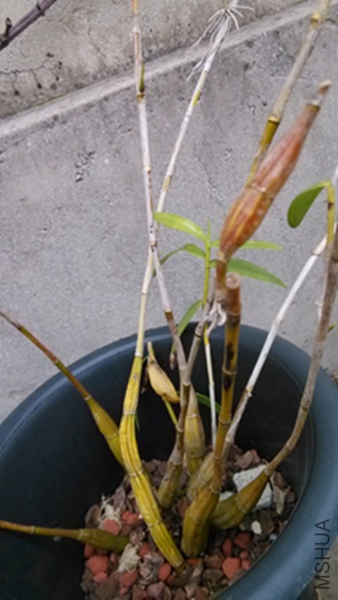 ������ģ�ľʯ������ϡ�У���˵���ܺÿ����Ϲ���