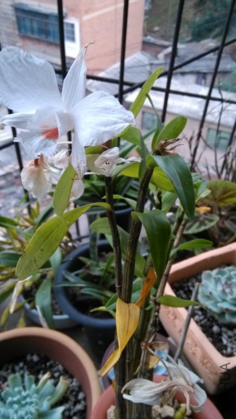 �׻�ʯ�����Ƚ��ټ���