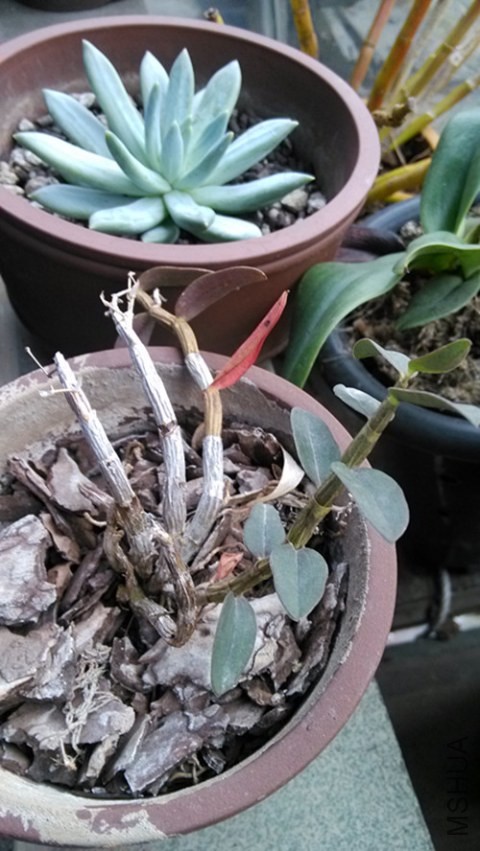 Ұ����Ƥ�����ź�С��Ҫ�ǳԵĻ���������һ�١�