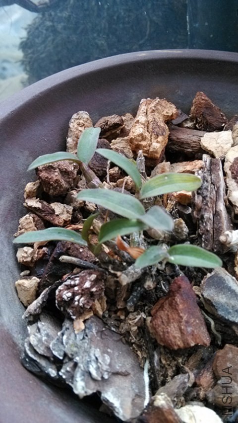 ������Ƥ