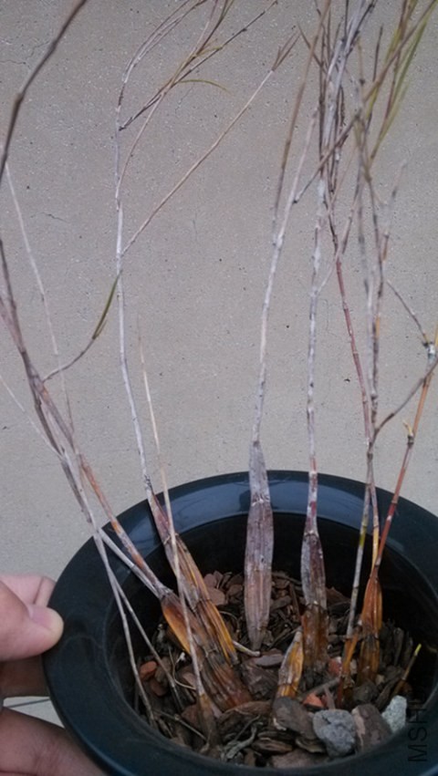 ����ʯ����Ҳ���ټ���Ʒ�֡�