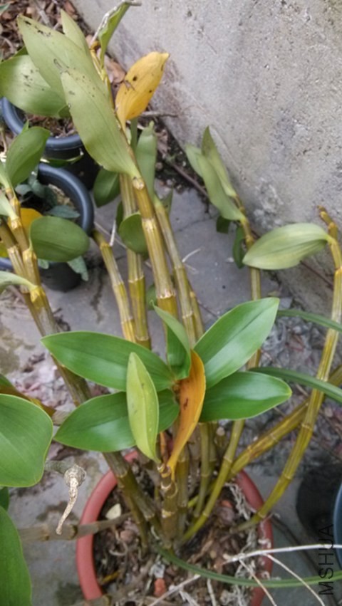 ��ʯ����ʯ�����е�����Ʒ�֣����ܺÿ���