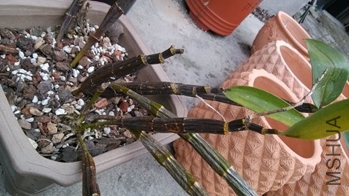 �򻨵ı��֣��쾥���ټ�