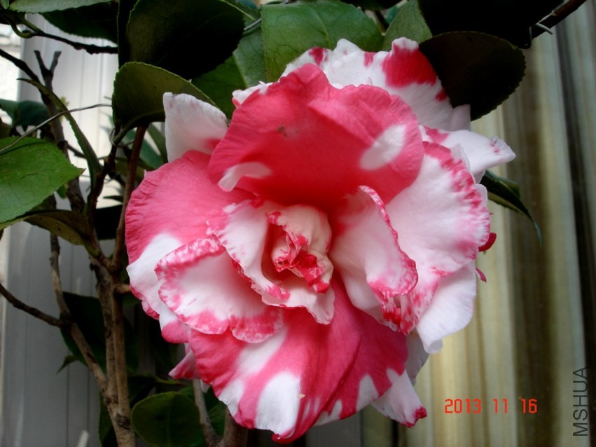DSC01020.jpg