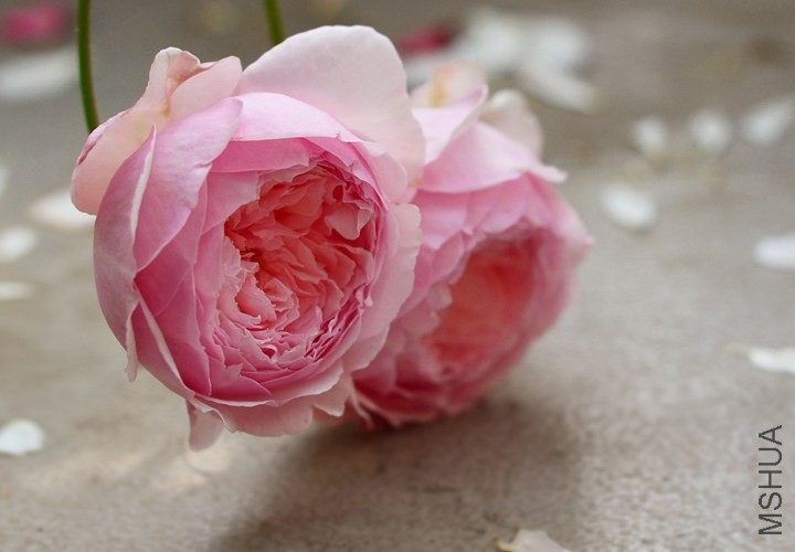 m2.JPG