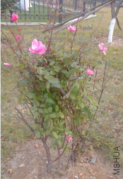 QQͼƬ20131116190335.jpg