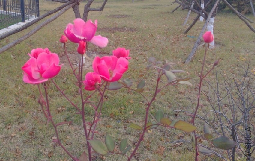 QQͼƬ20131116190437.jpg