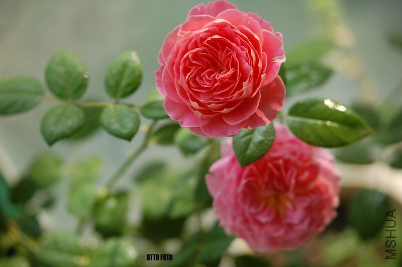 DSC_3996_����.jpg