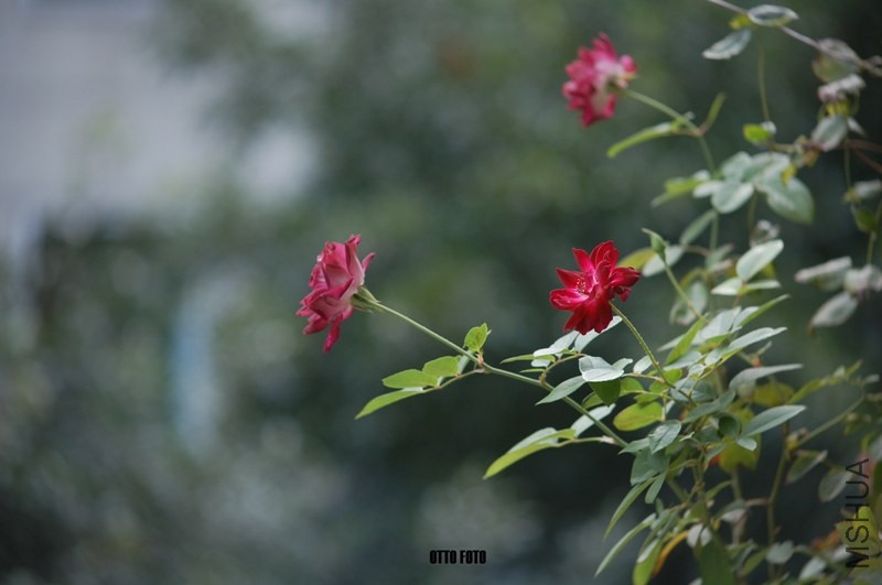 DSC_3994_����.jpg