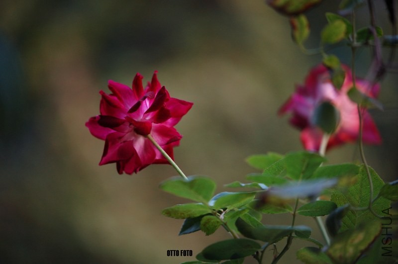DSC_4001_����.jpg
