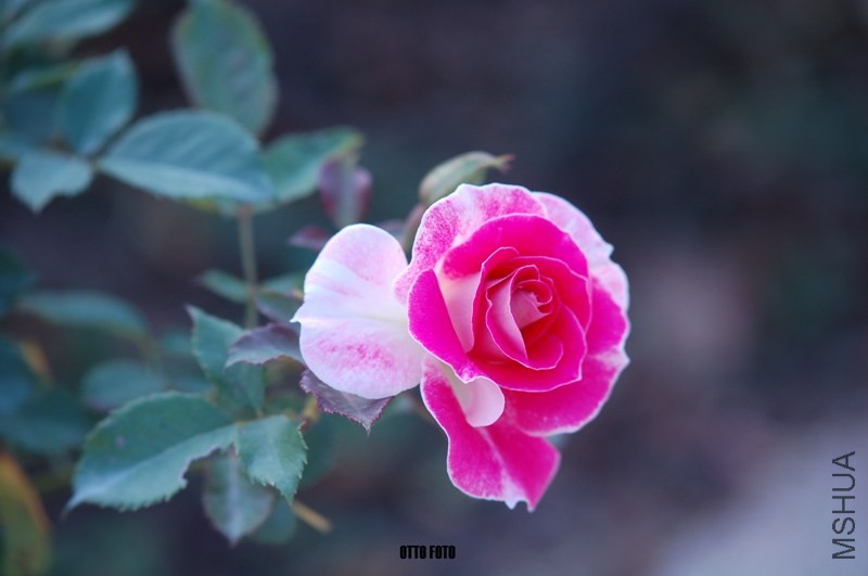 DSC_4024_����.jpg