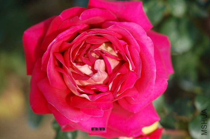 DSC_4028_����.jpg
