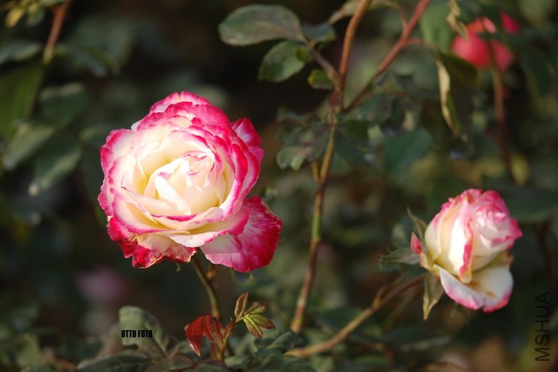 DSC_4046_����.jpg