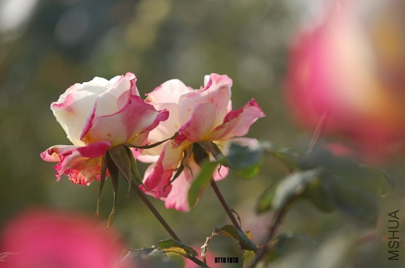 DSC_4045_����.jpg