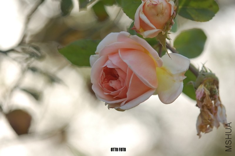 DSC_4035_����.jpg
