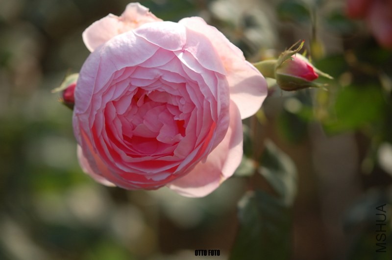 DSC_4062_����.jpg