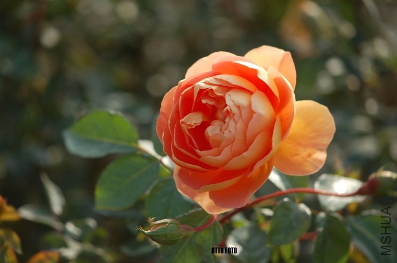 DSC_4063_����.jpg