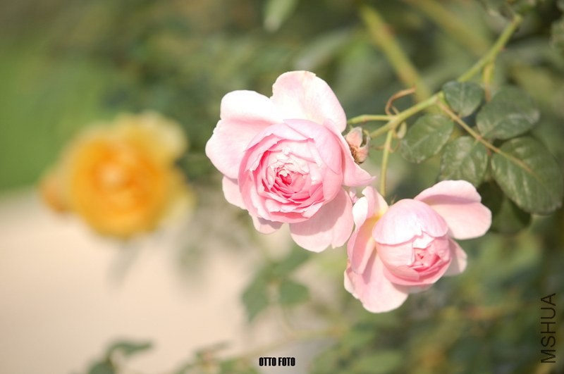 DSC_4072_����.jpg