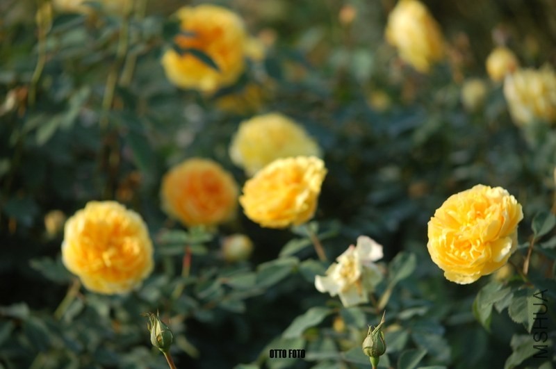 DSC_4065_����.jpg