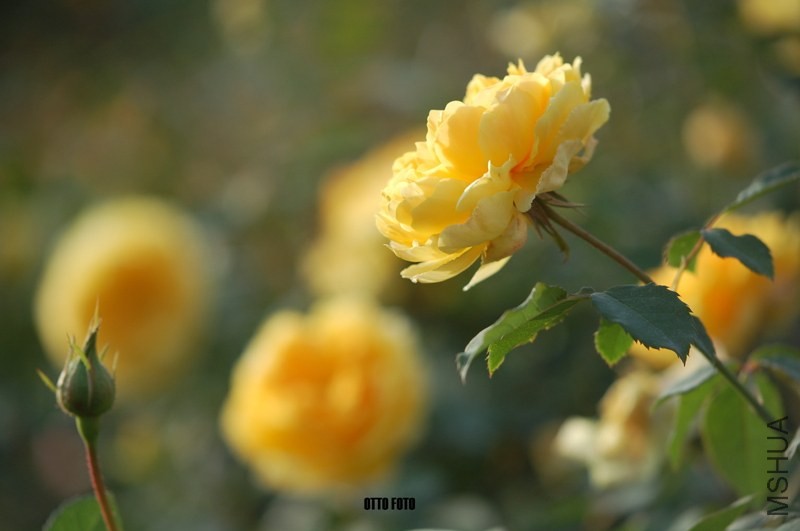 DSC_4067_����.jpg
