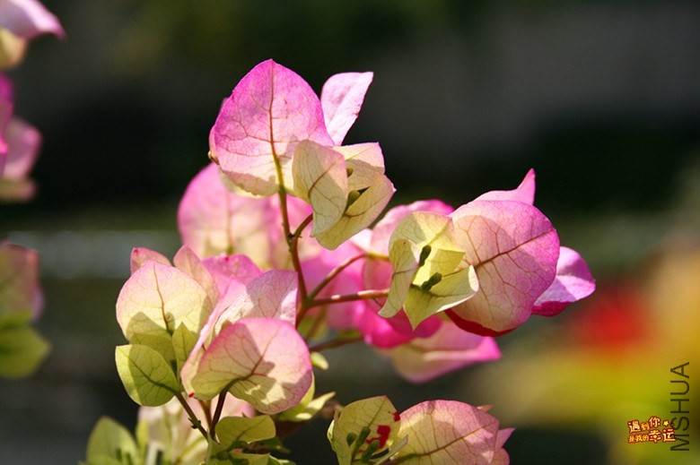 ��Ƭ 009_����.jpg