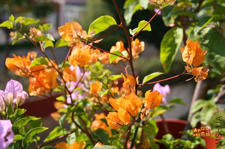 ��Ƭ 011_����.jpg