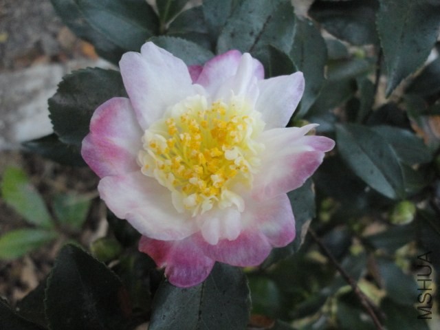 DSC04133.JPG