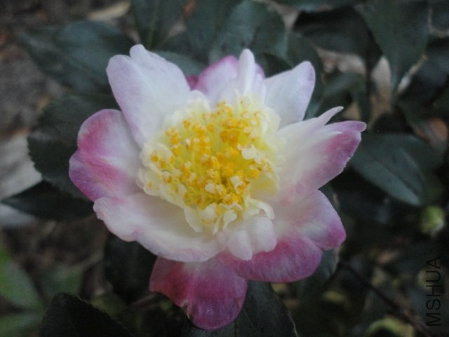 DSC04134.JPG