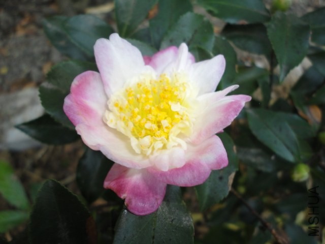 DSC04135.JPG
