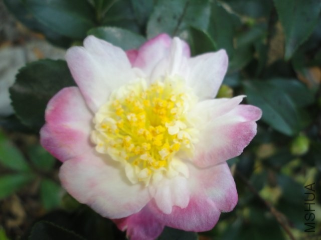 DSC04136.JPG