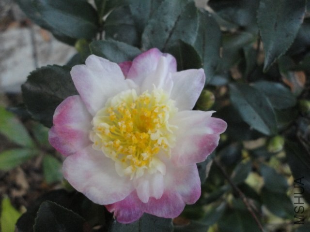 DSC04137.JPG