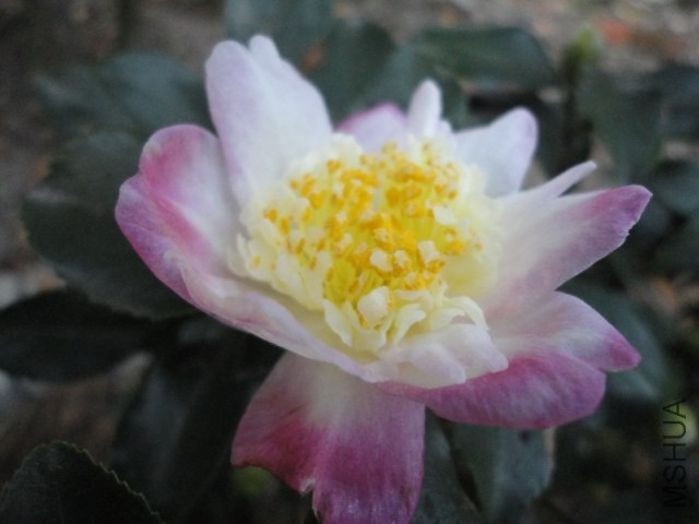 DSC04138.JPG