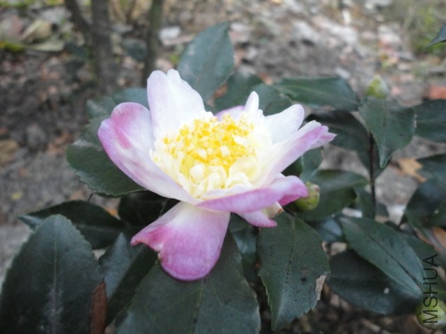 DSC04139.JPG