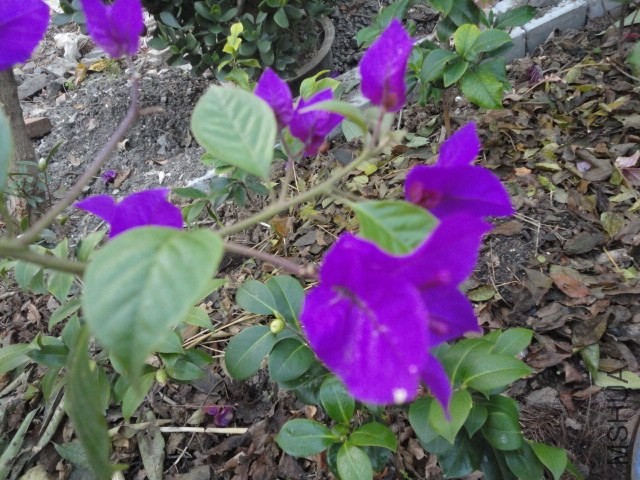 DSC04140.JPG